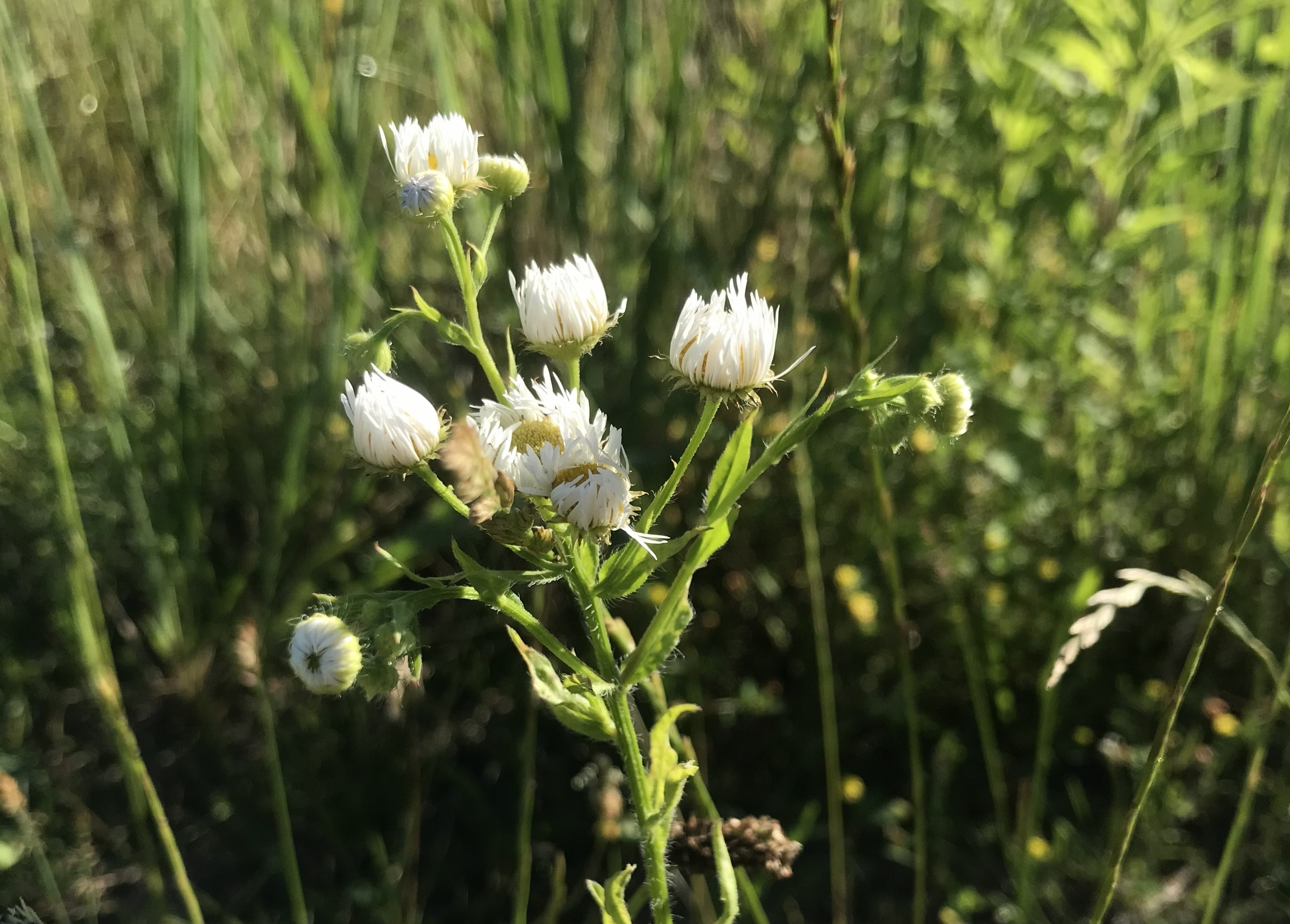 Flower_2020